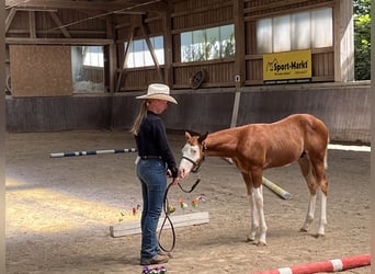American Paint Horse, Hengst, Fohlen (05/2026), 158 cm, Overo-alle-Farben