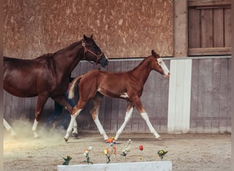 American Paint Horse, Hengst, Fohlen (05/2026), 158 cm, Overo-alle-Farben