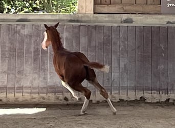 American Paint Horse, Hengst, Fohlen (05/2026), 158 cm, Overo-alle-Farben