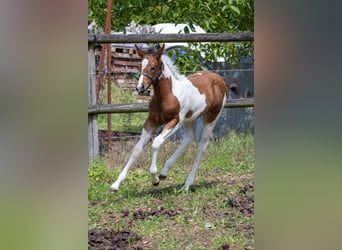 American Paint Horse, Hengst, Fohlen (05/2026), 160 cm, Tobiano-alle-Farben