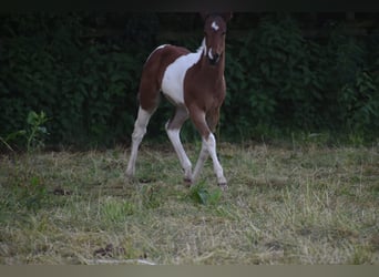 American Paint Horse, Hengst, Fohlen (04/2026), 160 cm, Tobiano-alle-Farben