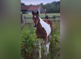 American Paint Horse, Hengst, Fohlen (04/2026), 160 cm, Tobiano-alle-Farben