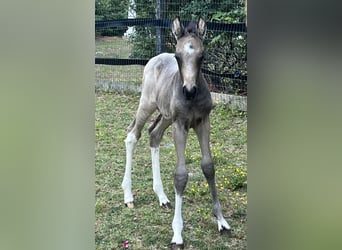 American Paint Horse, Hengst, Fohlen (04/2026), 163 cm, Buckskin