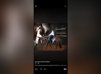 American Paint Horse, Hengst, Fohlen (04/2026), 163 cm, Buckskin