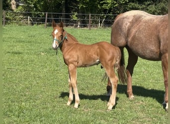 American Paint Horse, Hengst, Fohlen (01/2025), Fuchs