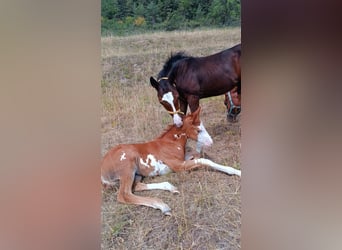 American Paint Horse, Hengst, Fohlen (05/2026), Overo-alle-Farben