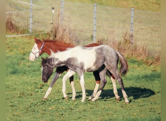 American Paint Horse, Hengst, Fohlen (04/2025), Roan-Blue