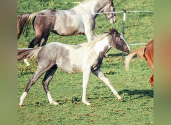 American Paint Horse, Hengst, Fohlen (04/2025), Roan-Blue