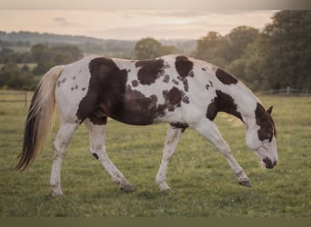 American Paint Horse, Hengst, 18 Jaar, 157 cm, Gevlekt-paard