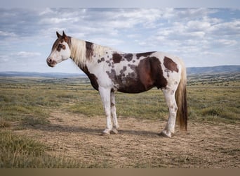 American Paint Horse, Hengst, 18 Jaar, 157 cm, Gevlekt-paard