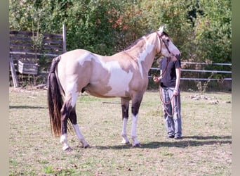 American Paint Horse, Hengst, 9 Jahre, 146 cm, Overo-alle-Farben