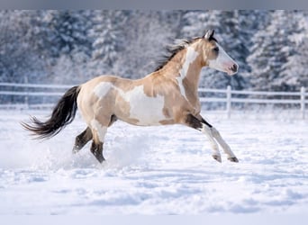 American Paint Horse, Hengst, 9 Jaar, 146 cm, Overo-alle-kleuren