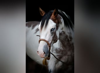 American Paint Horse, Hengst, 7 Jaar, 160 cm, Overo-alle-kleuren