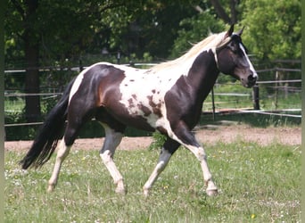 American Paint Horse, Hengst, 6 Jahre, 150 cm, Rappe