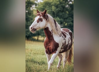 American Paint Horse, Hengst, 18 Jahre, 157 cm, Schecke