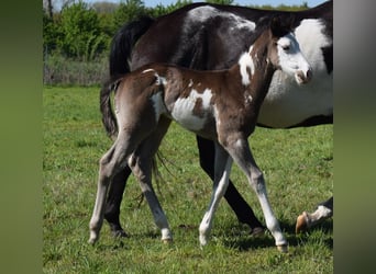 American Paint Horse, Hengst, Veulen (04/2025), 150 cm, Overo-alle-kleuren