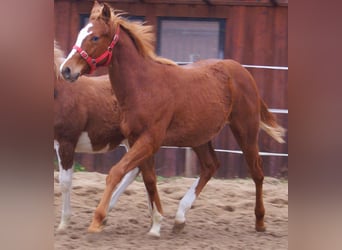 American Paint Horse, Hengst, Veulen (03/2025), 152 cm, Vos
