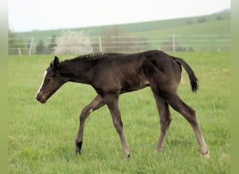 American Paint Horse, Hengst, Veulen (04/2026), 152 cm, Zwart
