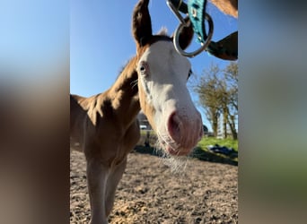 American Paint Horse, Hengst, Veulen (03/2026), 153 cm, Bruin