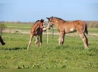 American Paint Horse, Hengst, Veulen (03/2026), 153 cm, Bruin