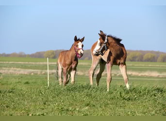 American Paint Horse, Hengst, Veulen (03/2026), 153 cm, Bruin