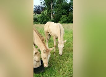 American Paint Horse, Hengst, Veulen (04/2026), 153 cm, Buckskin