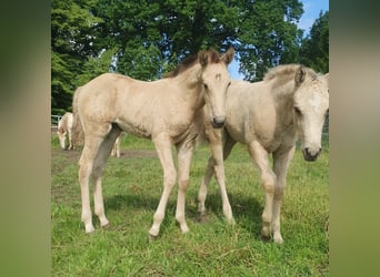 American Paint Horse, Hengst, Veulen (04/2026), 153 cm, Buckskin