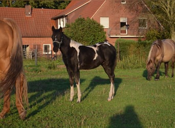 American Paint Horse, Hengst, Veulen (06/2026), 153 cm, Tobiano-alle-kleuren