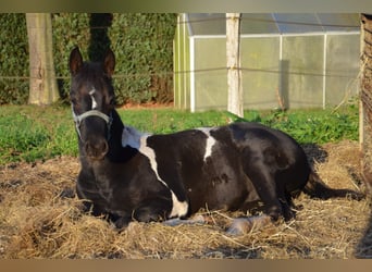 American Paint Horse, Hengst, Veulen (06/2026), 153 cm, Tobiano-alle-kleuren