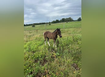 American Paint Horse, Hengst, Veulen (06/2026), 154 cm, Tobiano-alle-kleuren