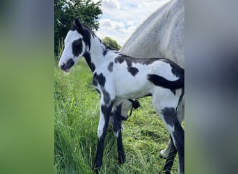 American Paint Horse Mix, Hengst, Veulen (01/2026), 155 cm, Overo-alle-kleuren