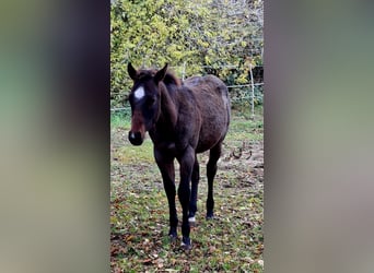 American Paint Horse, Hengst, Veulen (06/2026), 155 cm, Roan-Bay