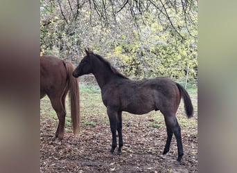 American Paint Horse, Hengst, Veulen (06/2026), 155 cm, Roan-Bay