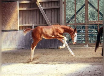 American Paint Horse, Hengst, Veulen (05/2026), 158 cm, Overo-alle-kleuren