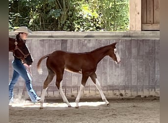 American Paint Horse, Hengst, Veulen (05/2026), 158 cm, Overo-alle-kleuren