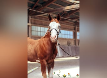 American Paint Horse, Hengst, Veulen (05/2026), 158 cm, Overo-alle-kleuren