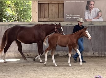 American Paint Horse, Hengst, Veulen (05/2026), 158 cm, Overo-alle-kleuren