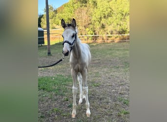 American Paint Horse Mix, Hengst, Veulen (06/2026), 160 cm, Gevlekt-paard