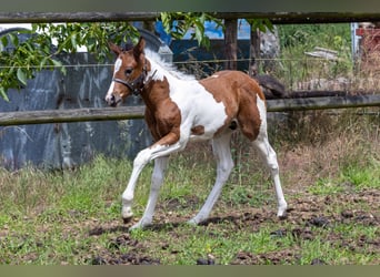 American Paint Horse, Hengst, Veulen (05/2026), 160 cm, Tobiano-alle-kleuren