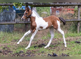 American Paint Horse, Hengst, Veulen (05/2026), 160 cm, Tobiano-alle-kleuren