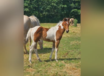 American Paint Horse, Hengst, Veulen (04/2026), 160 cm, Tobiano-alle-kleuren