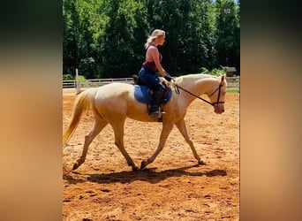 American Paint Horse, Hengst, Veulen (04/2026), 163 cm, Buckskin