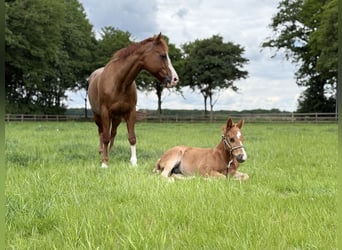 American Paint Horse, Hengst, Veulen (01/2025), Vos