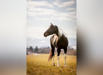 American Paint Horse, Hengst, 19 Jaar