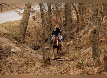 American Paint Horse, Hongre, 10 Ans, 145 cm, Overo-toutes couleurs