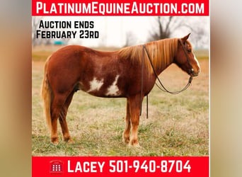 American Paint Horse, Hongre, 10 Ans, 145 cm, Overo-toutes couleurs