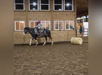 American Paint Horse, Hongre, 10 Ans, 145 cm, Rouan Bleu