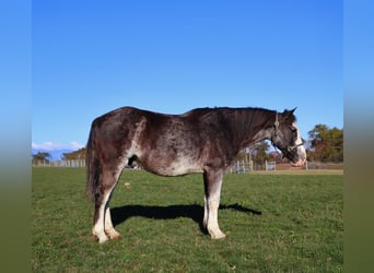 American Paint Horse, Hongre, 10 Ans, 145 cm, Rouan Bleu