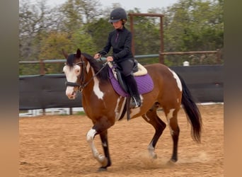 American Paint Horse, Hongre, 10 Ans, 147 cm, Bai cerise