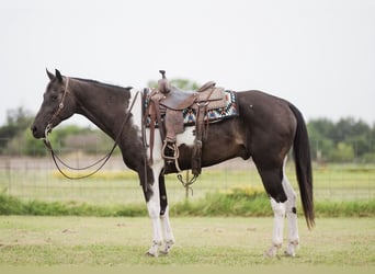 American Paint Horse, Hongre, 10 Ans, 152 cm, Pinto